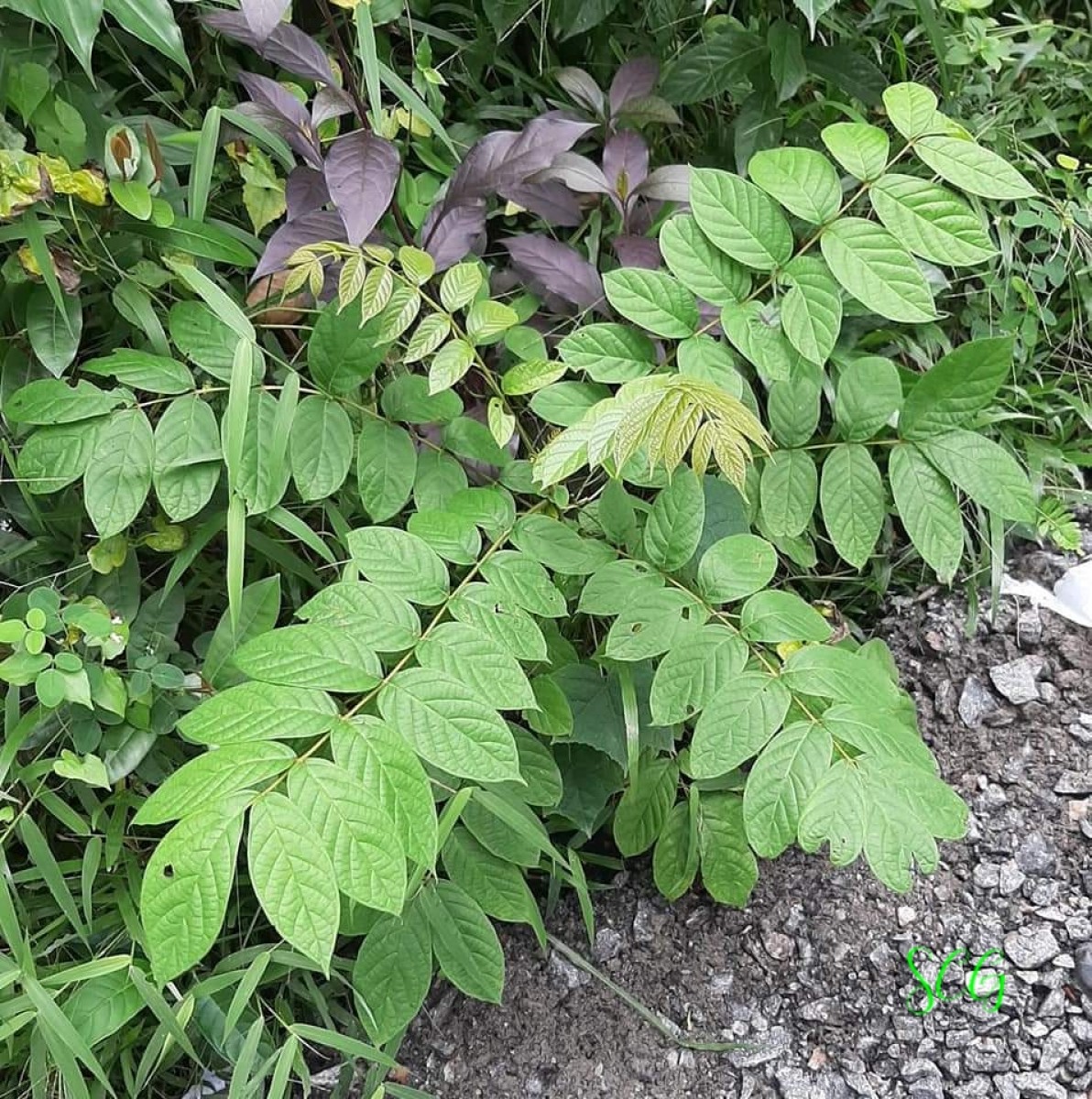 Spathodea campanulata P.Beauv.